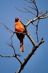 Cardinalis cardinalis