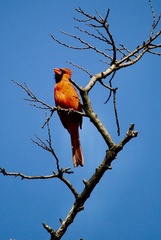 Cardinalis cardinalis