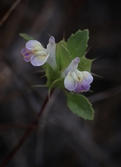 Acanthomintha duttonii