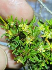 Pseudanthus orientalis