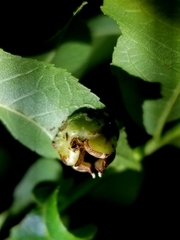 Phylloxera stoetzelae