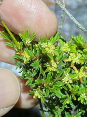 Pseudanthus orientalis