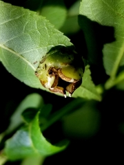 Phylloxera stoetzelae