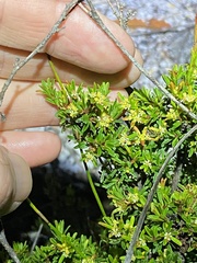 Pseudanthus orientalis