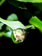 Phylloxera stoetzelae