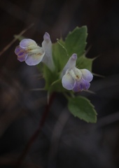 Acanthomintha duttonii