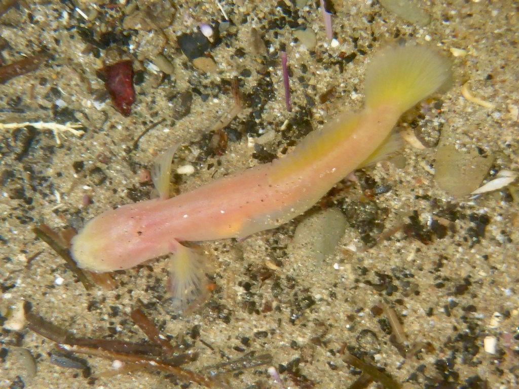 Blind Goby
