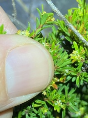 Pseudanthus orientalis