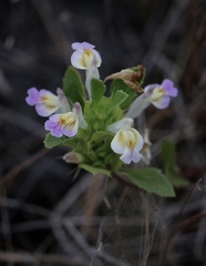 Acanthomintha duttonii