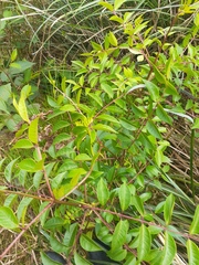 Tetradium ruticarpum