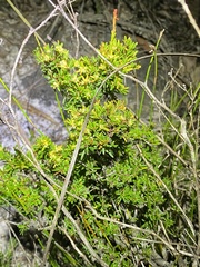 Pseudanthus orientalis