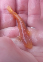 Typhlogobius californiensis