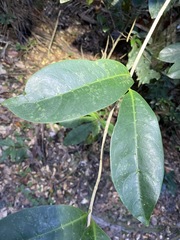 Coelospermum paniculatum