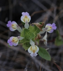 Acanthomintha duttonii