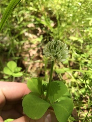 Trifolium stoloniferum