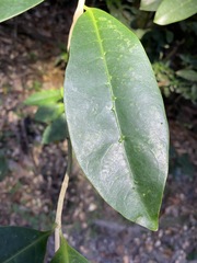 Coelospermum paniculatum