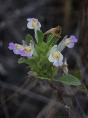 Acanthomintha duttonii