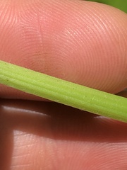 Trifolium stoloniferum