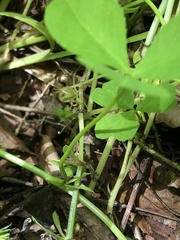 Trifolium stoloniferum