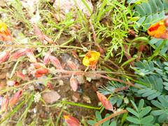 Hoffmannseggia prostrata