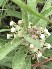 Asclepias emoryi