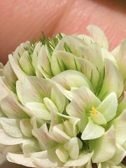 Trifolium stoloniferum