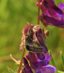 Schinia pulchripennis