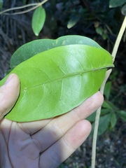 Coelospermum paniculatum