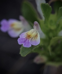 Acanthomintha duttonii