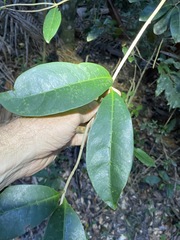 Coelospermum paniculatum