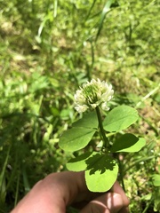 Trifolium stoloniferum