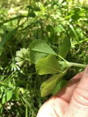 Trifolium stoloniferum