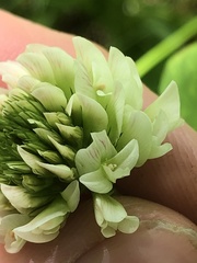 Trifolium stoloniferum