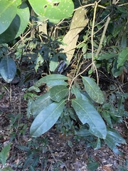 Coelospermum paniculatum