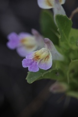 Acanthomintha duttonii