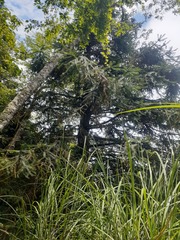 Cunninghamia