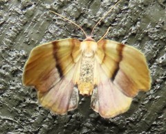 Plagodis phlogosaria