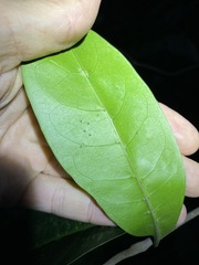 Coelospermum paniculatum