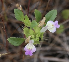 Acanthomintha duttonii