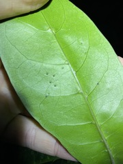 Coelospermum paniculatum