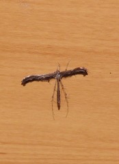 Tetraschalis arachnodes