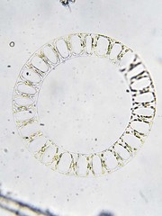 Eucampia zodiacus