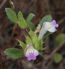 Acanthomintha duttonii