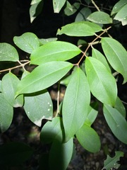 Pilidiostigma glabrum