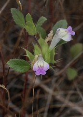 Acanthomintha duttonii