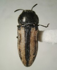 Acmaeodera quadrivittatoides