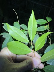 Pilidiostigma glabrum