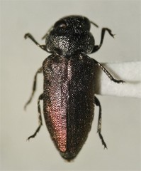 Chrysobothris ephedrae