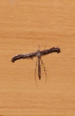 Tetraschalis arachnodes
