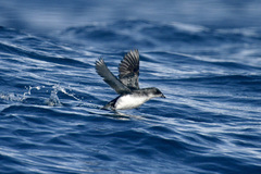 Pelecanoides urinatrix